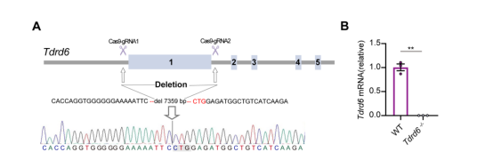 MedComm（IF=10.7）：全球首例TDRD6基因变异男性不育获成功治愈