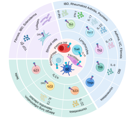 造模百科 | 炎症性肠病免疫系统人源化小鼠模型
