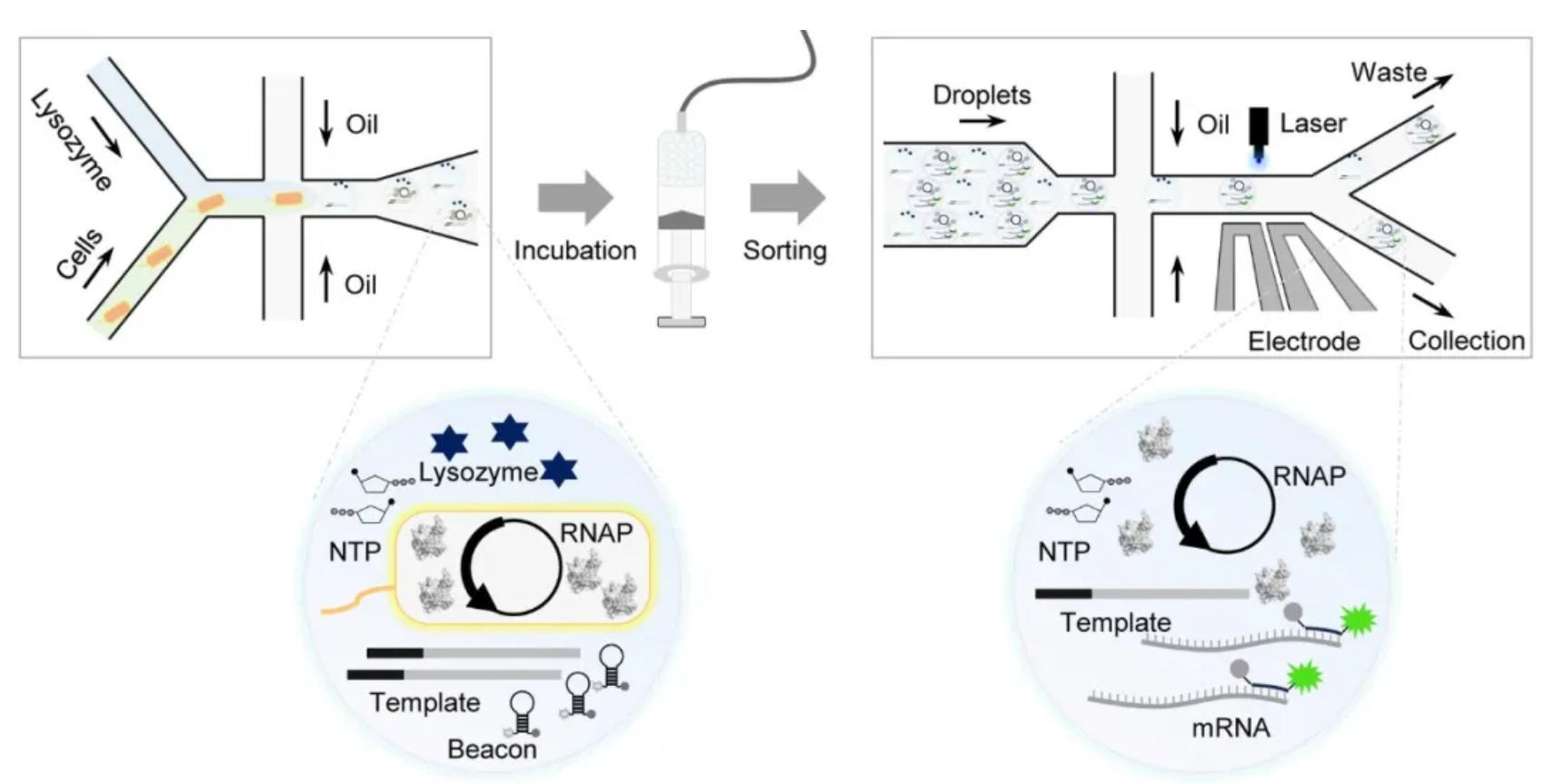 mRNA技术革命:揭秘T7 RNA聚合酶突变体的“低毒”秘密