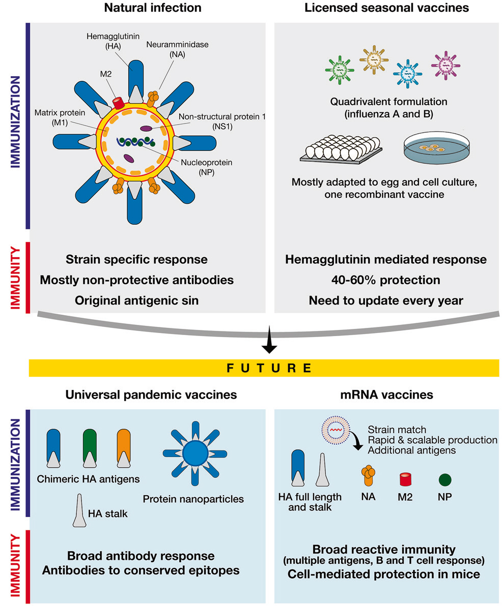 WHO重磅更新2025-2026年流感疫苗推荐组分！除了H3N2毒株有调整外，还首次提到了这类疫苗