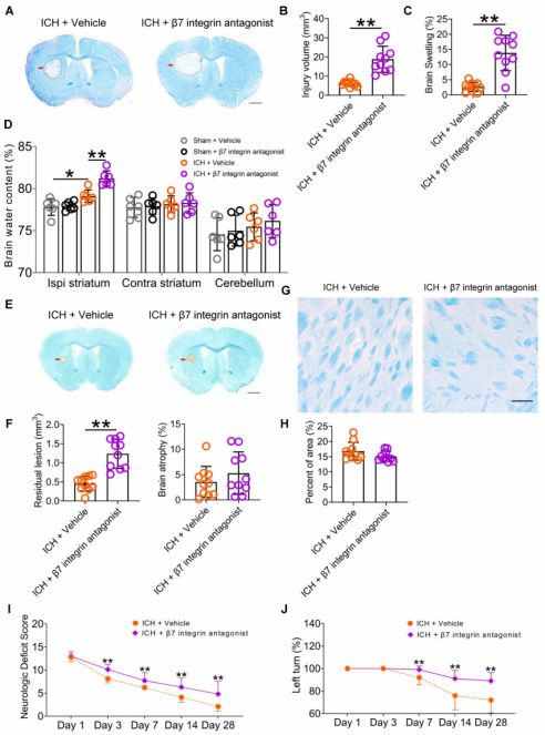 Theranostics（IF=12.4）｜迷走神经调控肠道免疫细胞迁移并影响脑出血预后的机制