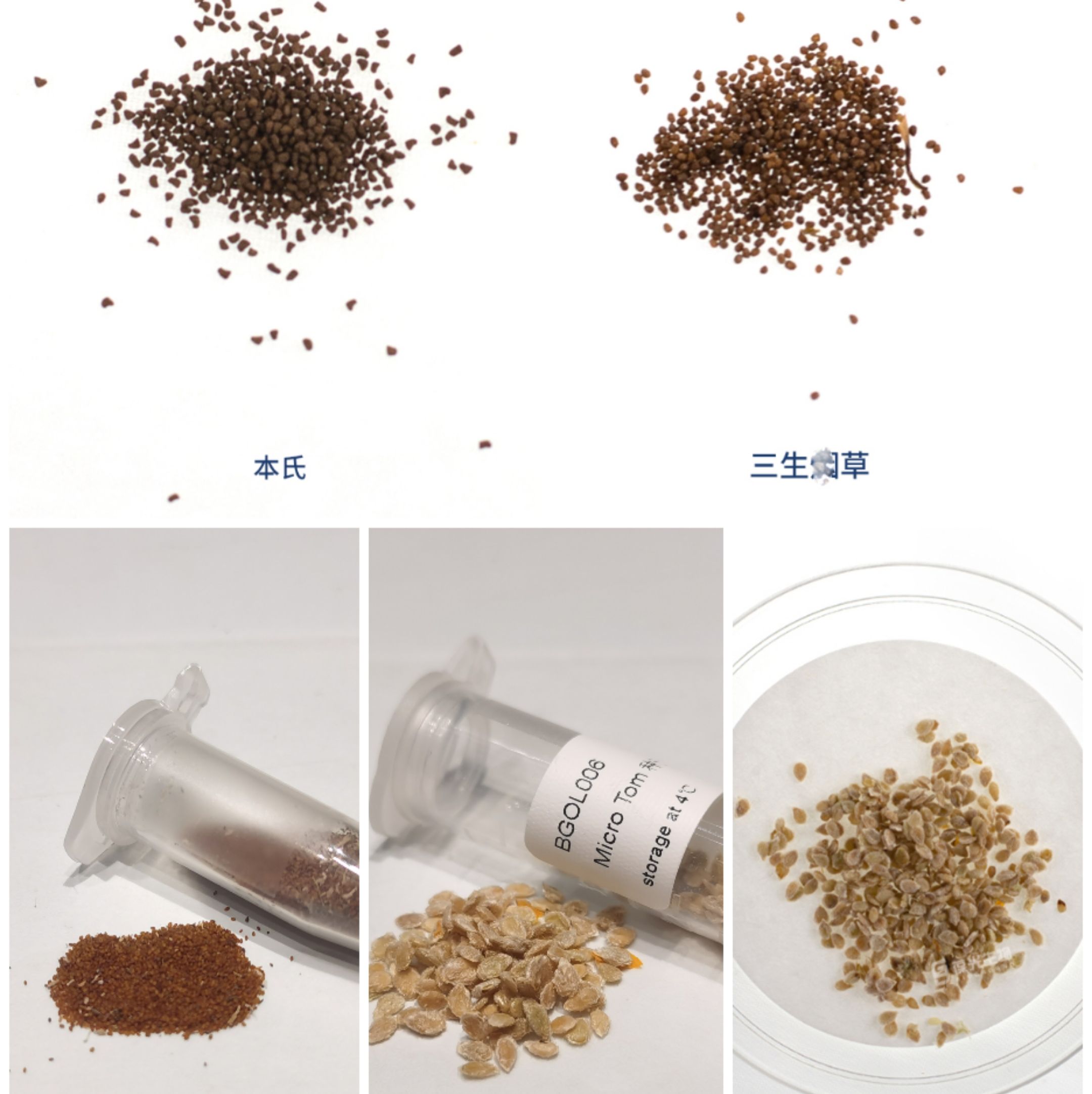 拟南芥、番茄、本氏野生型种子
