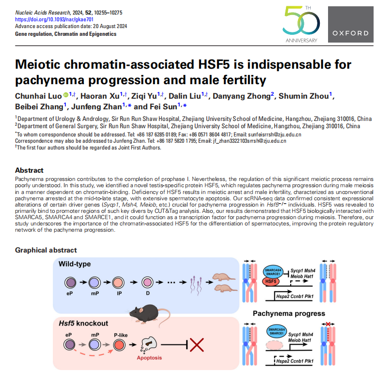 文献速递 | 浙江大学孙斐/占军锋团队揭示精母细胞减数分裂全新调控因子助力精子发生
