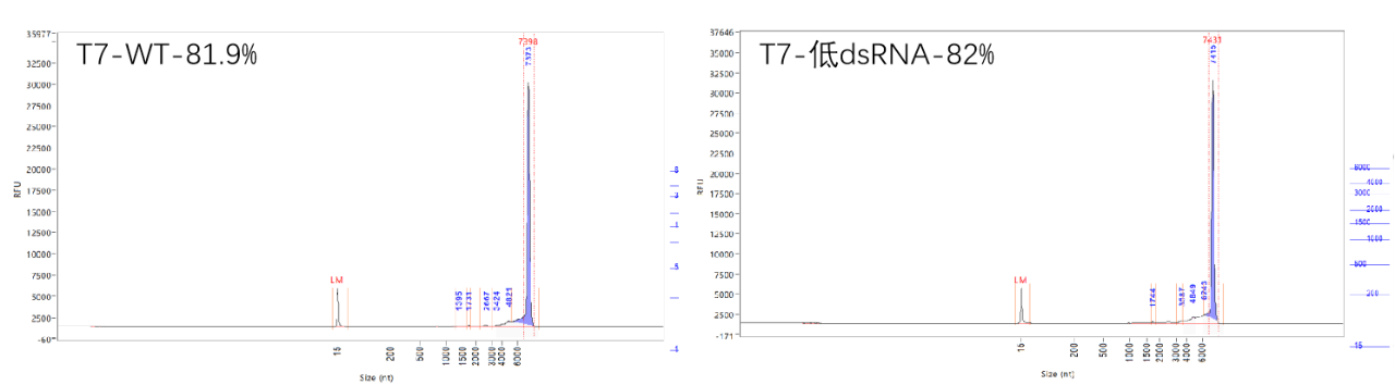 翌圣生物革新力作！超低dsRNA T7 RNA聚合酶，开启mRNA合成新纪元