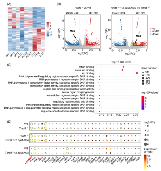 MedComm（IF=10.7）：全球首例TDRD6基因变异男性不育获成功治愈