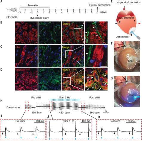 探秘荧光蛋白新星：从光控神经到命运追踪，这些工具正在改写生命科学