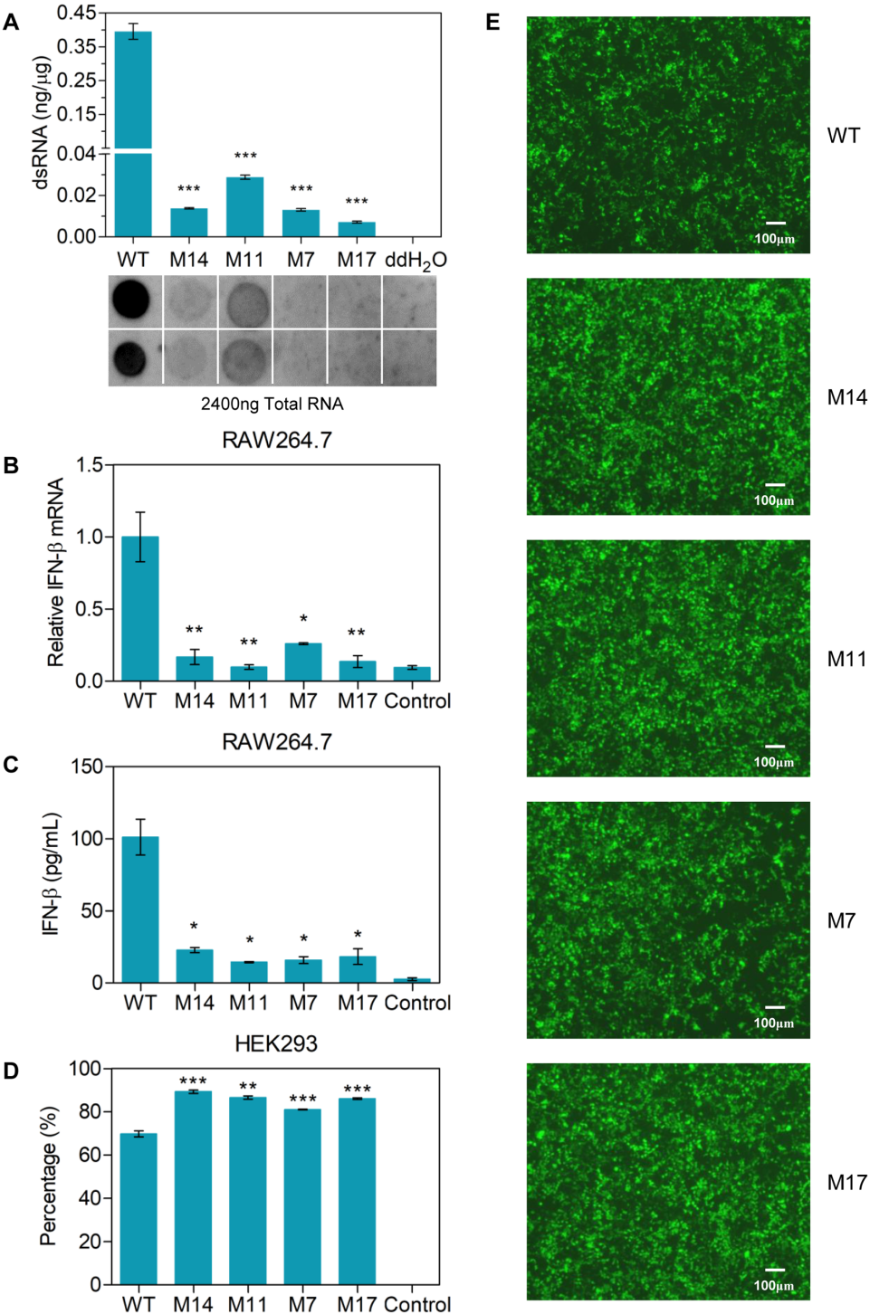 mRNA技术革命:揭秘T7 RNA聚合酶突变体的“低毒”秘密