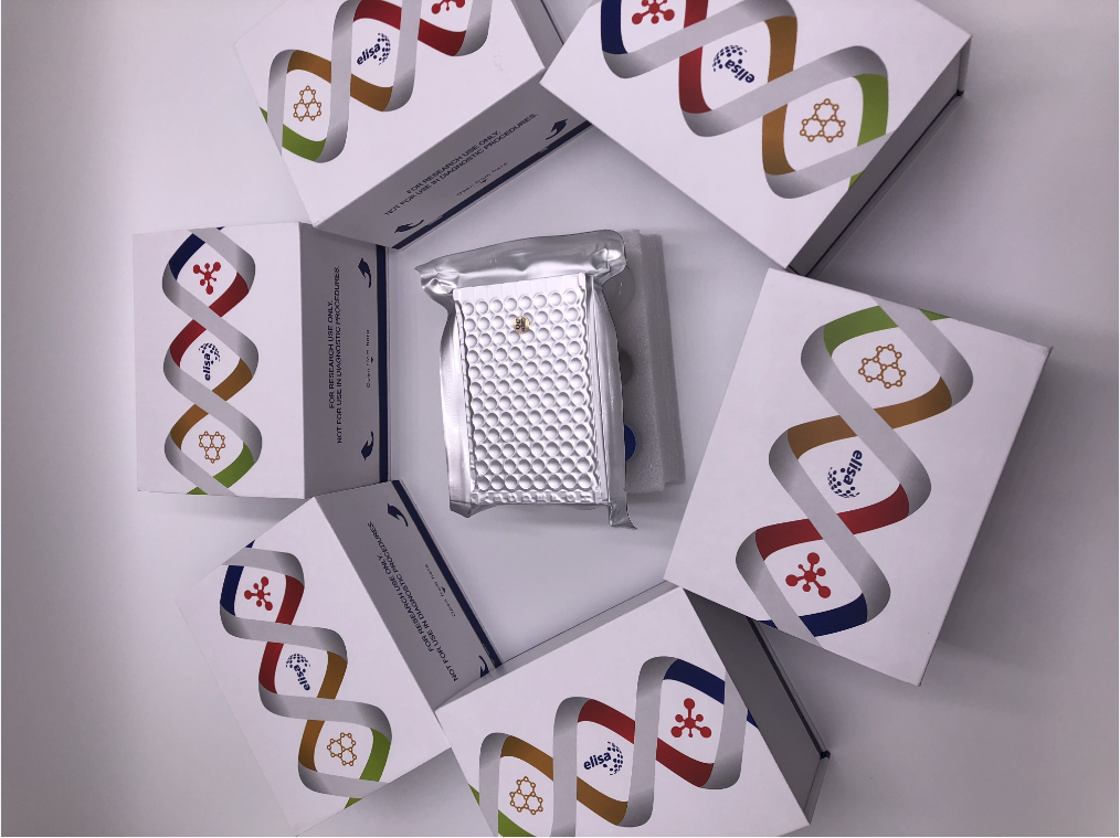 猴唾液酸结合免疫球蛋白样凝集素3(SIGLEC3)酶联免疫E