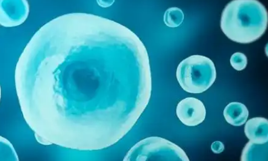 细胞培养之原代细胞与传代细胞比较