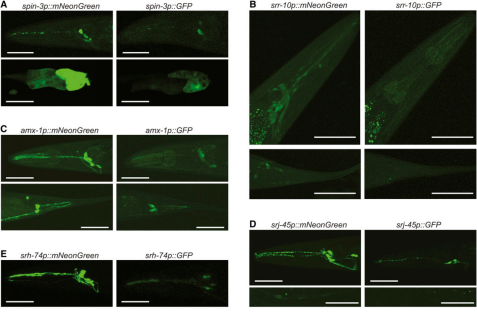 探秘荧光蛋白新星：从光控神经到命运追踪，这些工具正在改写生命科学