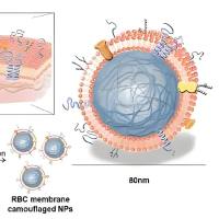负载白藜芦醇(RES)的纳米颗粒被红细胞膜包裹