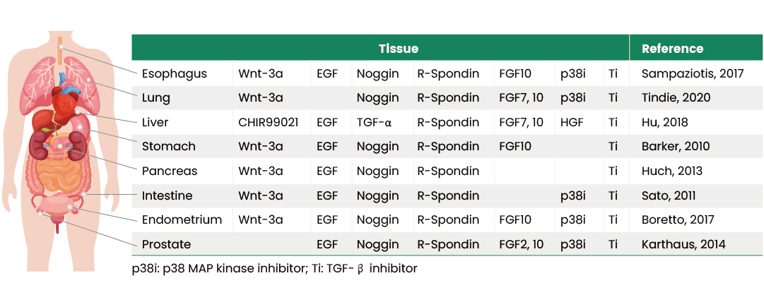 类器官培养总是不成功，活学活用经典培养方案WENR是关键！