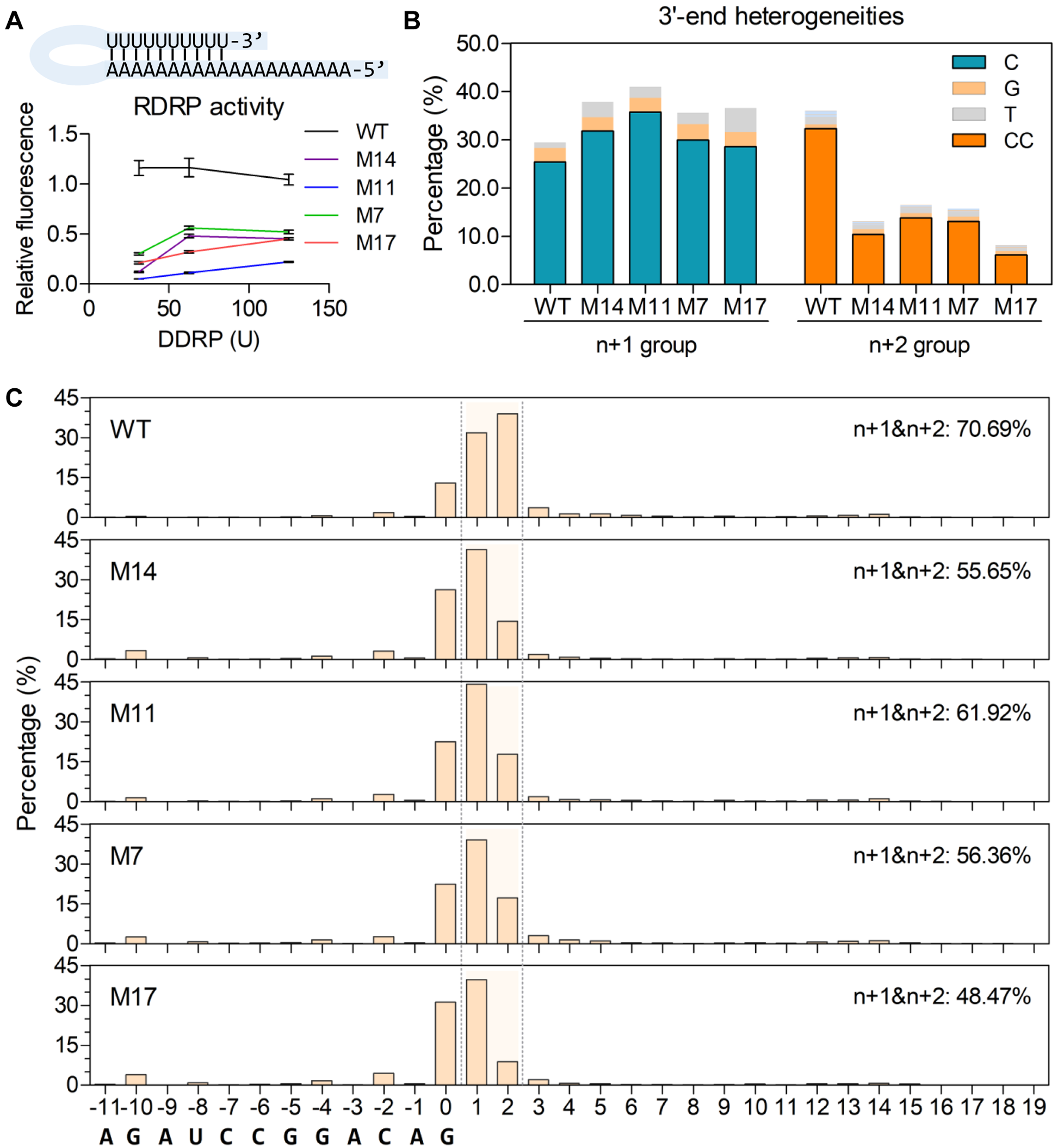 mRNA技术革命:揭秘T7 RNA聚合酶突变体的“低毒”秘密