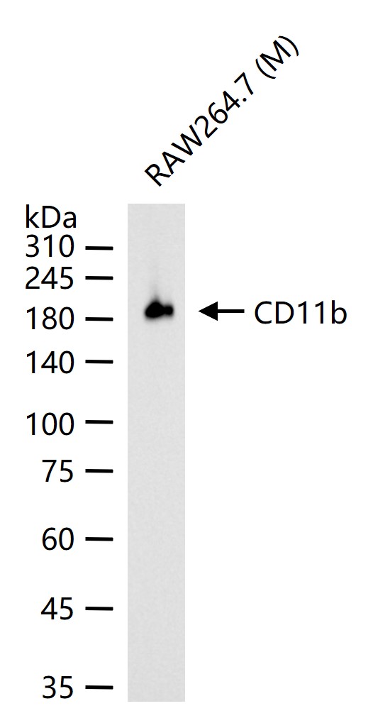 cd11b recombinant rabbit mab