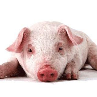 PTS猪用旋毛虫病抗体快速检测卡(供屠宰场)