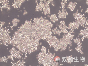 技术资料图片17