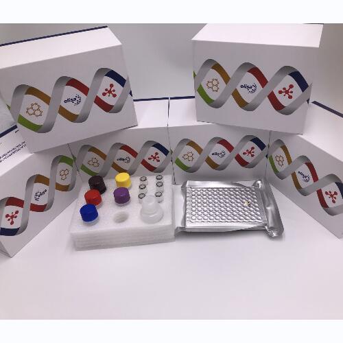 猴热休克蛋白20(HSPβ6/HSP-20)酶联免疫ELIS