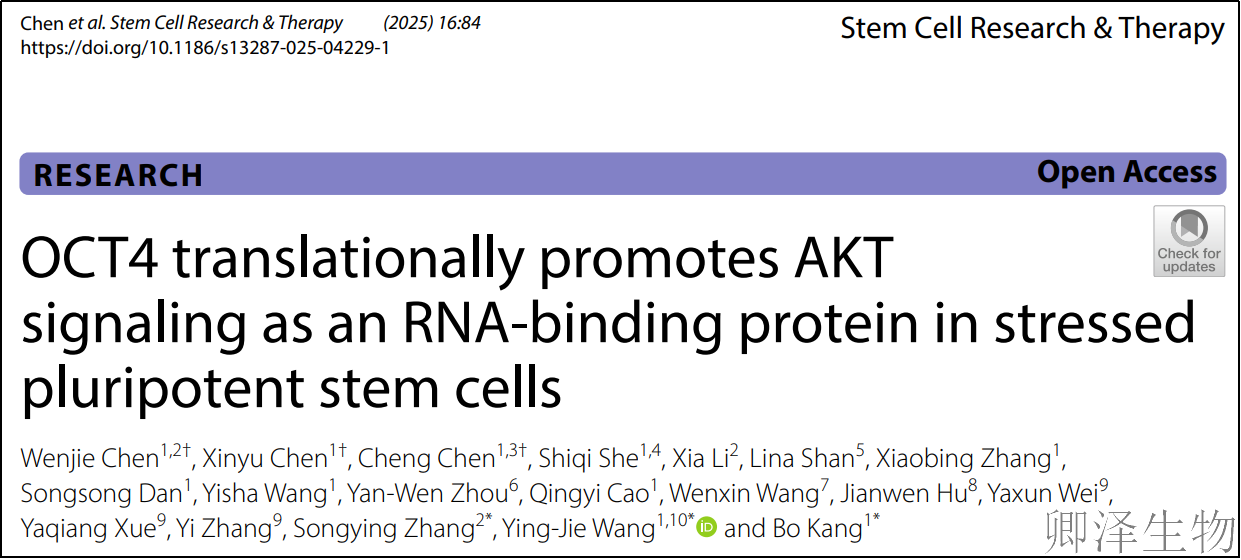 【文献快报】 RNC技术助力揭示OCT4隐藏技能：不靠DNA也能激活AKT通路？