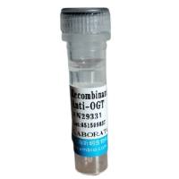 防御素β119(DEFb119)重组蛋白,人