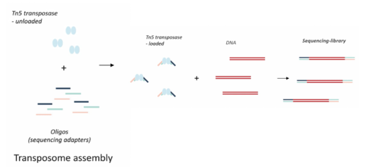 科研效率升级：超高活性 Tn5+ 一步法文库制备全攻略