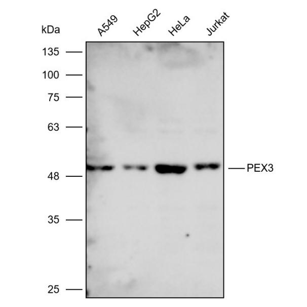 过氧化物酶体标志物