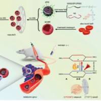 负载缺氧激活的前药AQ4N的介孔二氧化钛纳米颗粒（mTNPs）被红细胞膜包裹