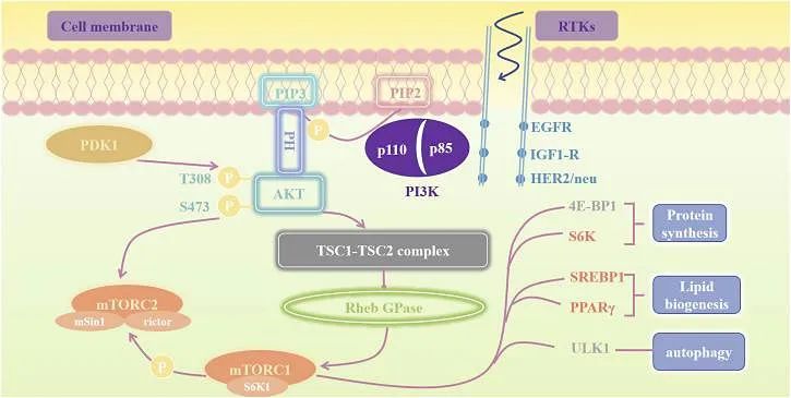 【Biorbyt 科研专题】PI3K/AKT/mTOR 通路中关键步骤解析