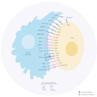 重组蛋白系列-MCE