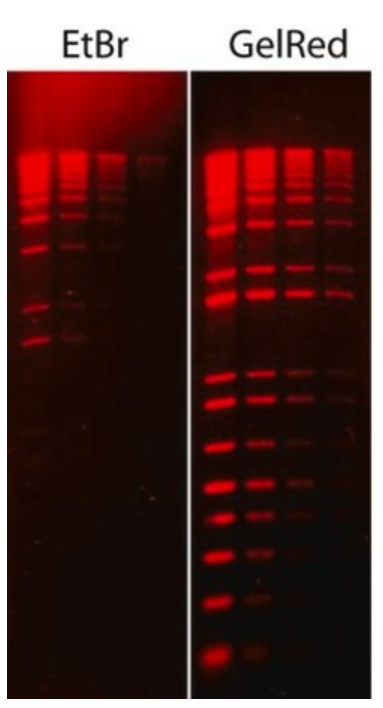 Millipore货号SCT123现货GelRed Nucl