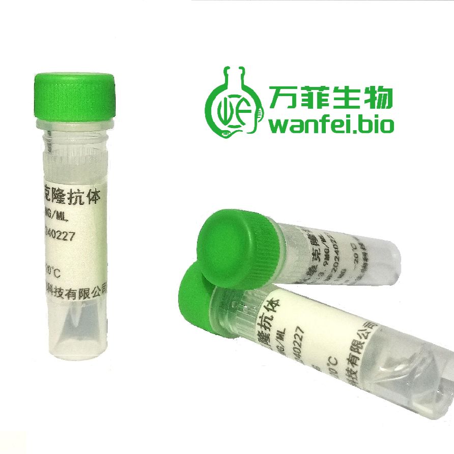 吡虫啉单克隆抗体