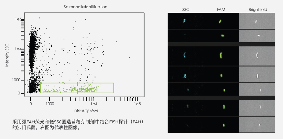 Cytek® Amnis®量化成像流式细胞技术应用——多种类型的细菌检测