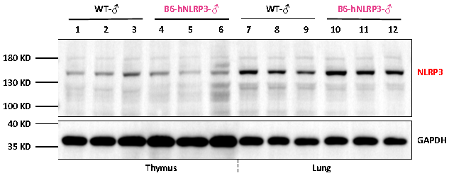 从边缘到C位：NLRP3逆袭成为“广谱抗炎药”新靶点？