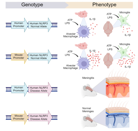 从边缘到C位：NLRP3逆袭成为“广谱抗炎药”新靶点？