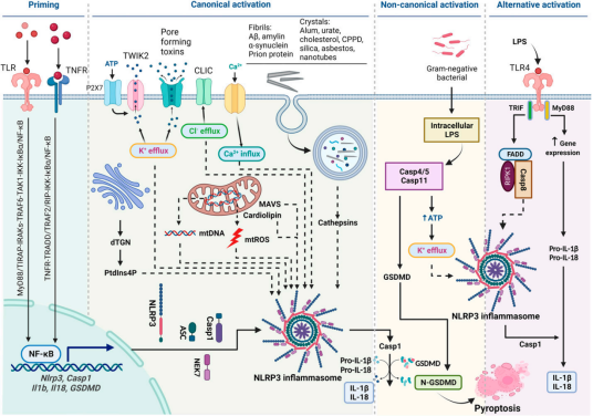从边缘到C位：NLRP3逆袭成为“广谱抗炎药”新靶点？