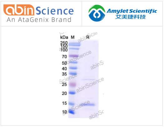 abinscience重组猴痘病毒/MPXV A33R蛋白，科研必备低价购
