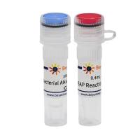 Bacterial Alkaline Phosphatase