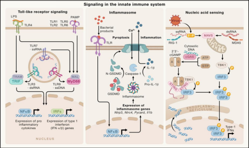 从边缘到C位：NLRP3逆袭成为“广谱抗炎药”新靶点？