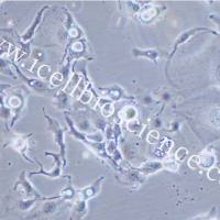 BT-20 人乳腺癌细胞/BT-20细胞/BT-20/BT20/BT20细胞/STR鉴定/镜像绮点（Cellverse）