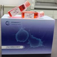 RL 人B细胞淋巴瘤细胞/RL 人B细胞淋巴瘤细胞/RL/RL细胞/镜像绮点(Cellverse)