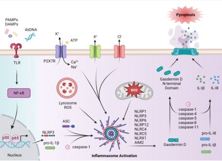 从边缘到C位：NLRP3逆袭成为“广谱抗炎药”新靶点？