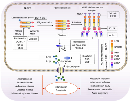 从边缘到C位：NLRP3逆袭成为“广谱抗炎药”新靶点？
