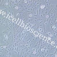 SNU878 | 人肝癌细胞 | SNU-878 | SNU-878细胞 | SNU878细胞