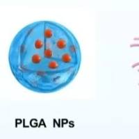 负载miR29A-B1和miR34A以及CASP8的 PLGA纳米颗粒被壳聚糖CS修饰