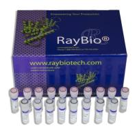 ATP定量分析试剂盒