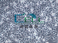 HeLa [Chang Liver]细胞