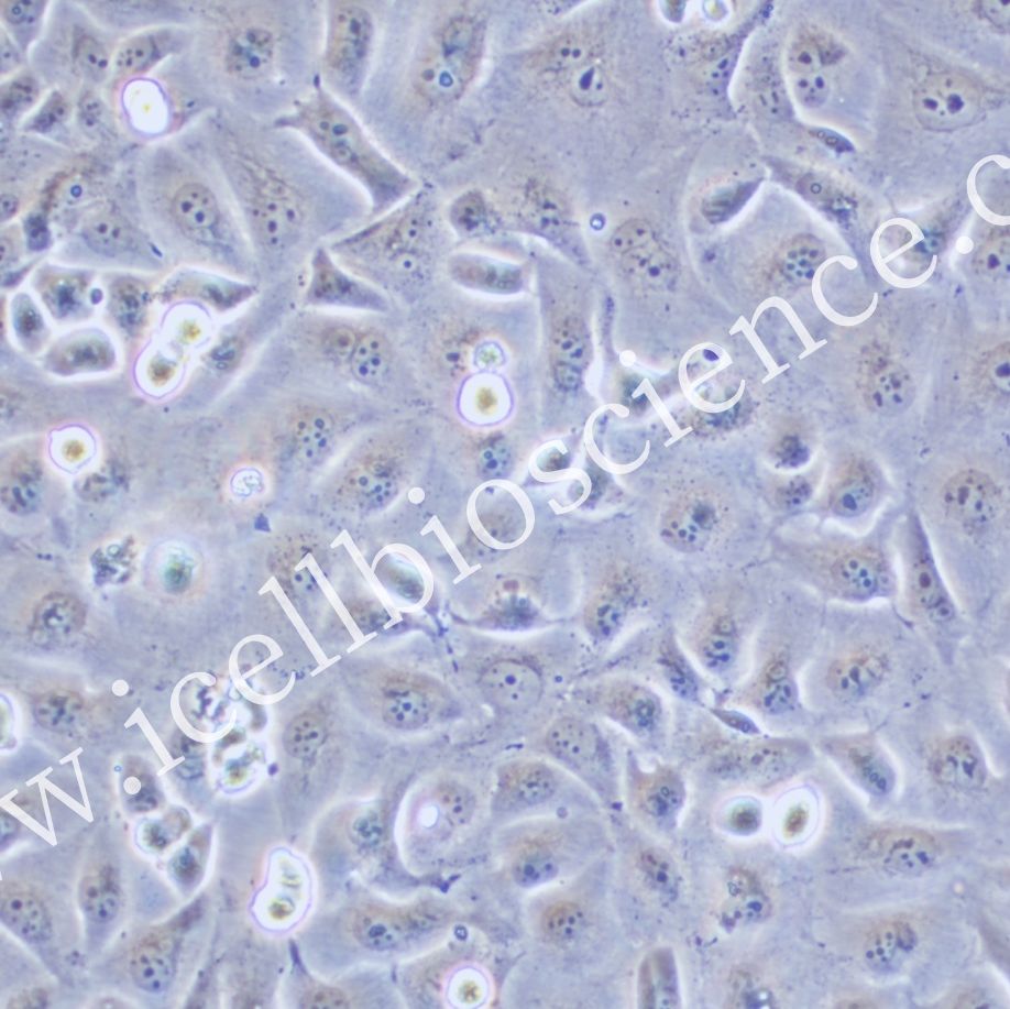 HLE细胞 | HLE细胞 | HLE | 人肝癌细胞（未分化）| STR鉴定 | 镜像绮点（Cellverse）