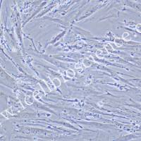 CCD-18Co |CCD-18Co细胞|CCD18Co|CCD18Co细胞|正常人结肠组织细胞/STR鉴定/镜像绮点