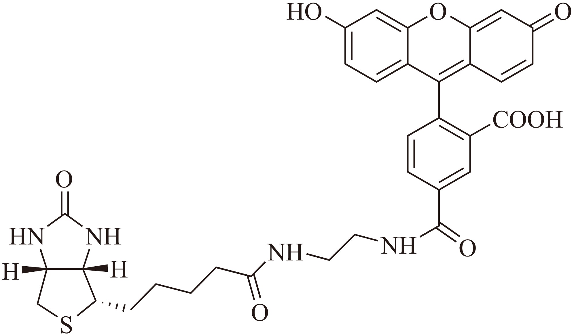 生物素-4-荧光素(Biotin-4-fluorescein