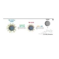 负载PLK1抑制剂Volasertib的介孔二氧化硅纳米粒子（MSNP）被聚乙烯亚胺（PEI）和聚乙二醇（PEG）修饰