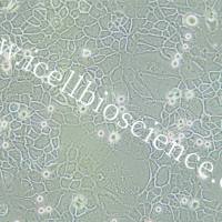 SCC-4 |SCC-4细胞|SCC4|SCC4细胞|SCC4细胞专用培养基/镜像绮点(Cellverse)